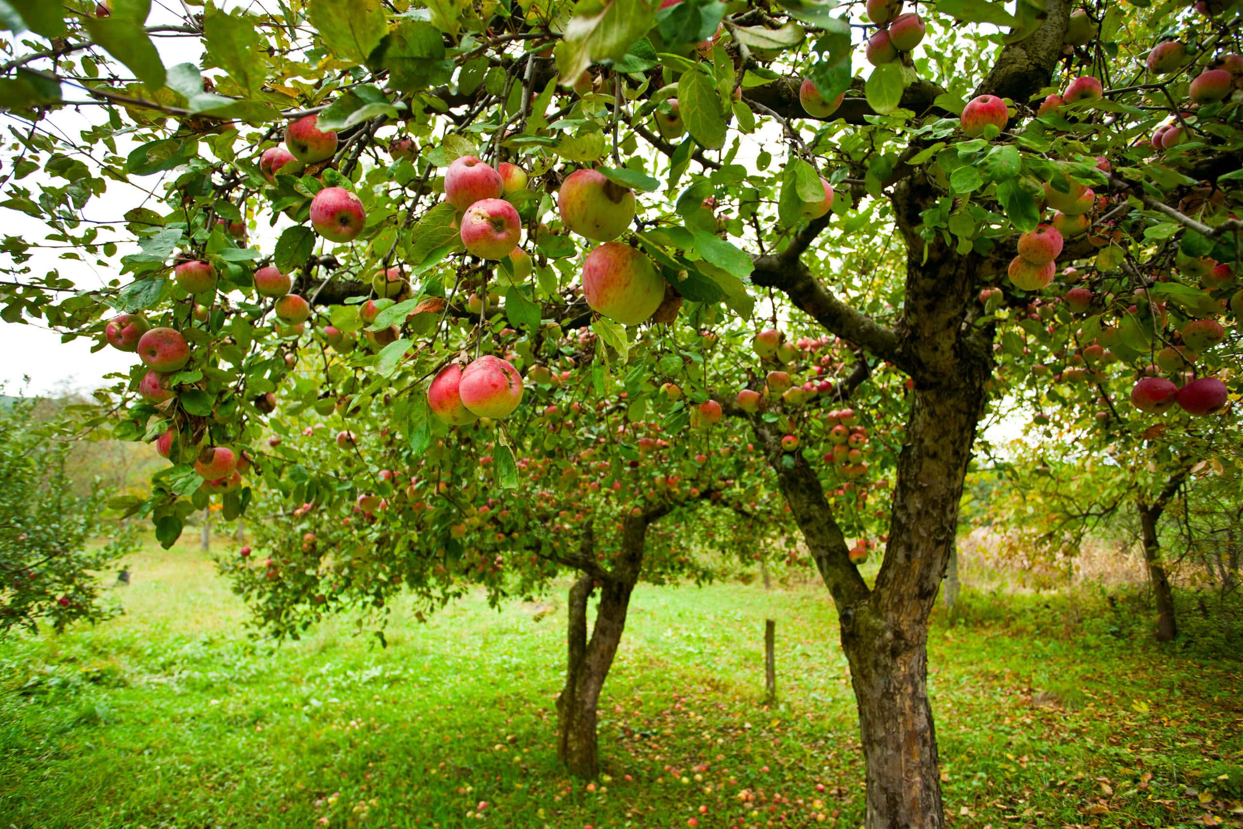 A Glorious Autumn Day At The Apple Orchard Wallpaper