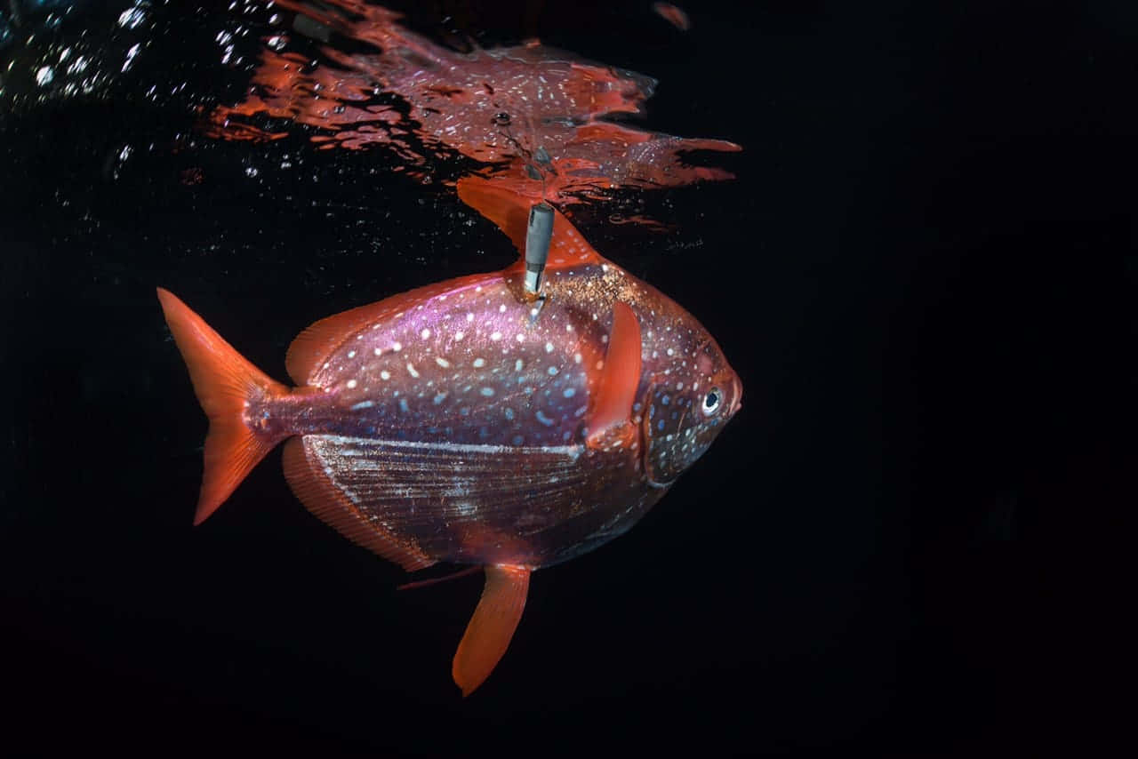 Een Glorieuze Opah Vis Tegen De Blauwe Oceaan Achtergrond