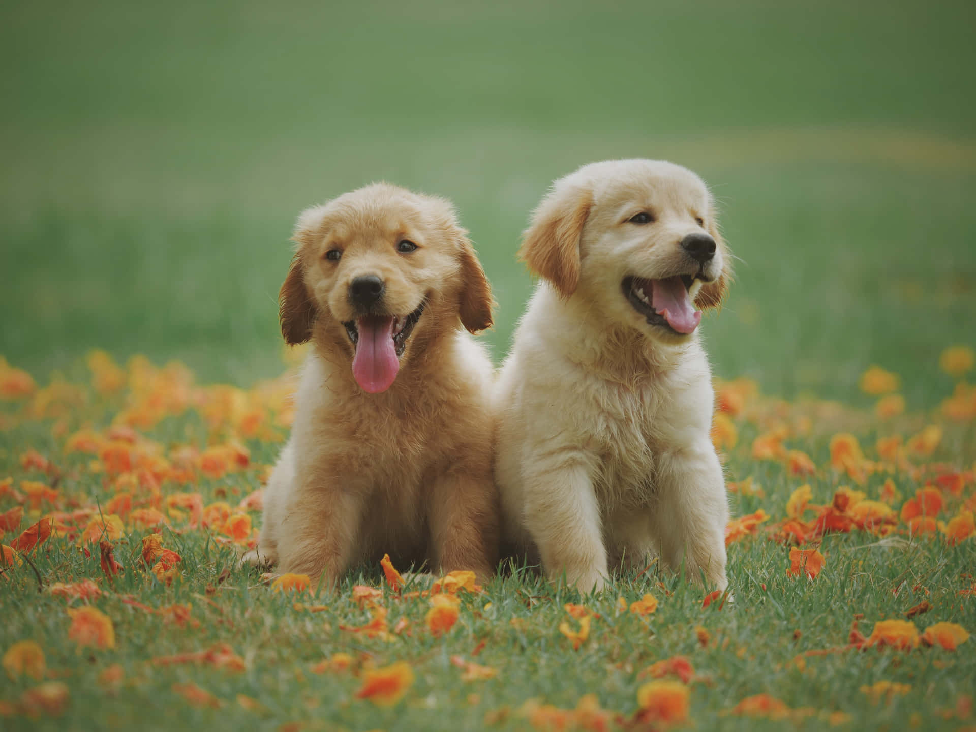 A Golden Retriever Enjoying The Sunshine And The Fresh Air