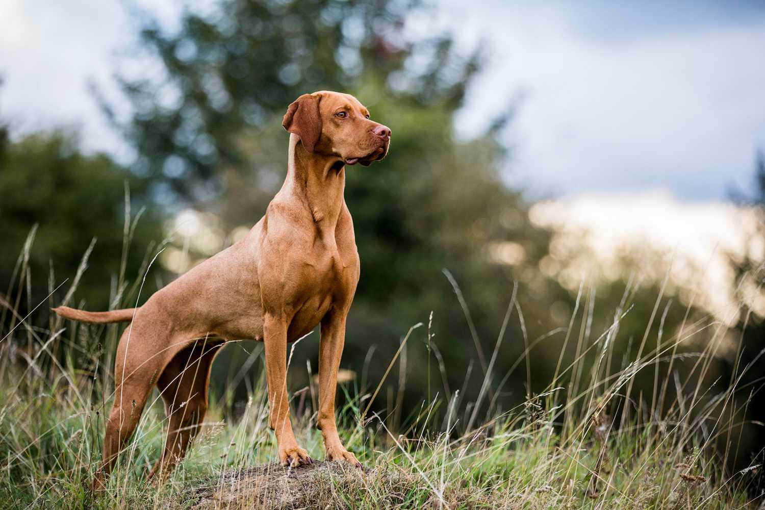 A Good-natured Short-haired Dog Bonding With Nature Wallpaper