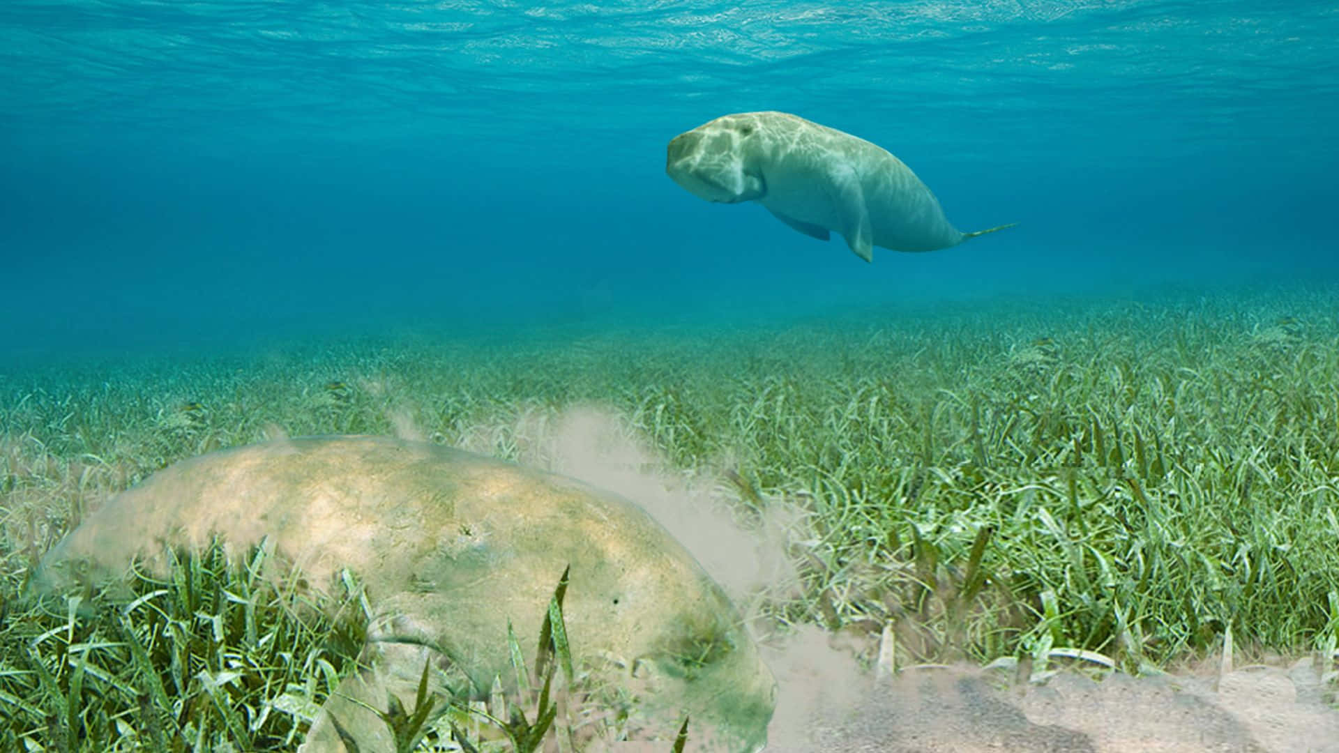 A Graceful Dugong Swimming In Tranquil Underwater Bliss Wallpaper