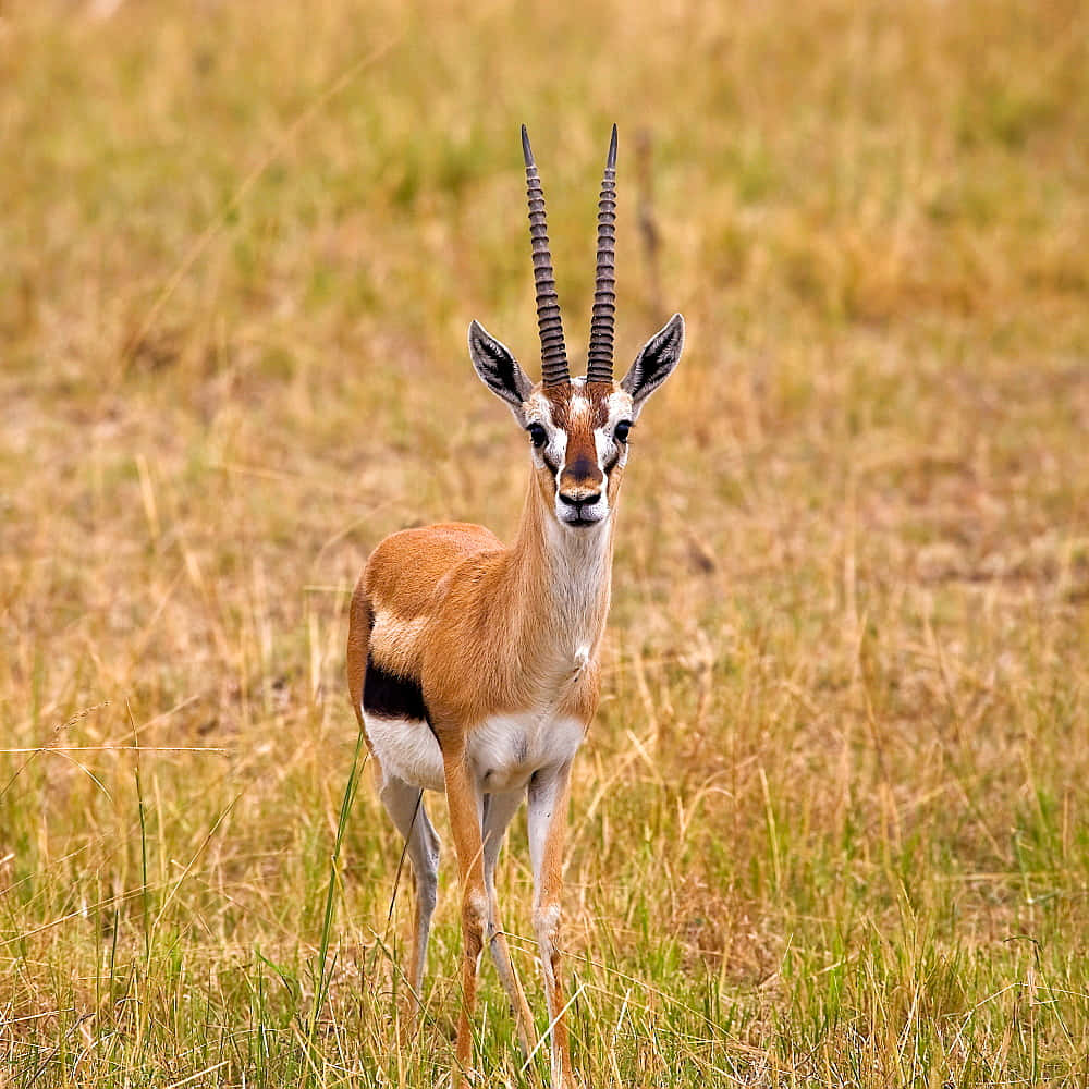 A Graceful Gazelle In Its Natural Habitat Wallpaper