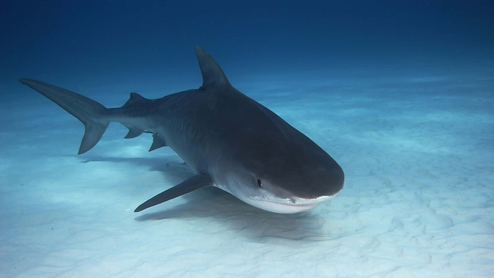 Ungran Tiburón Negro Fondo de pantalla