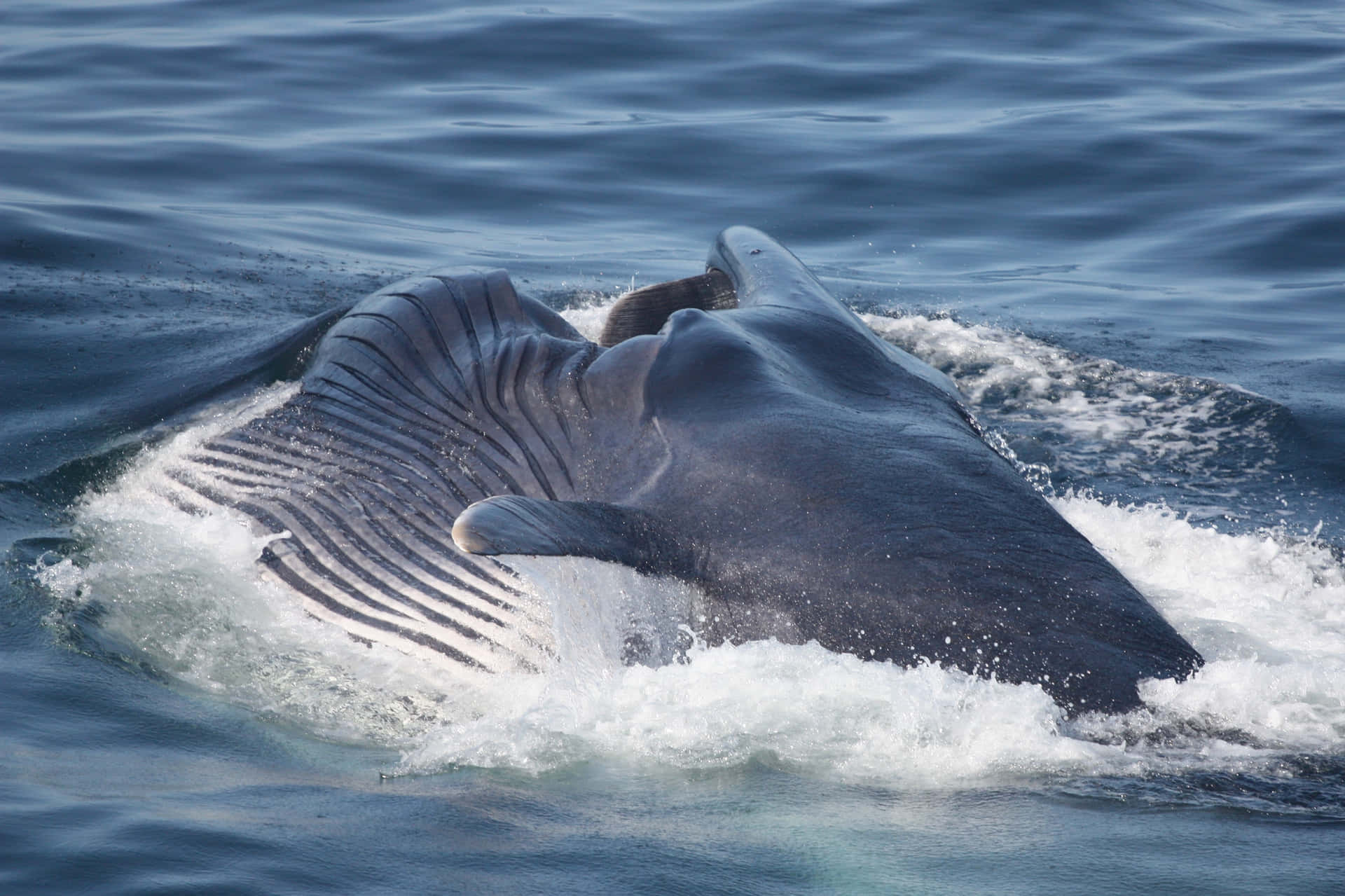 Un Groupe De Dauphins Nageant Dans L'océan Bleu Vibrant. Fond d'écran