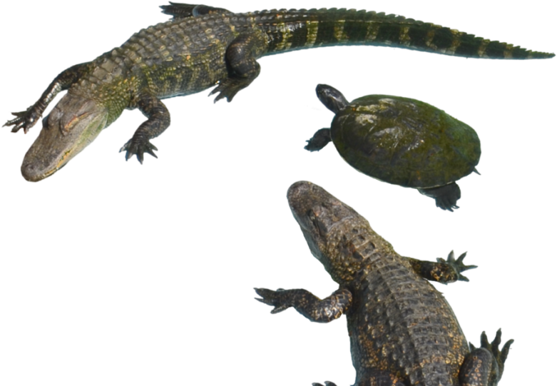 A Group Of Reptiles With A Turtle PNG