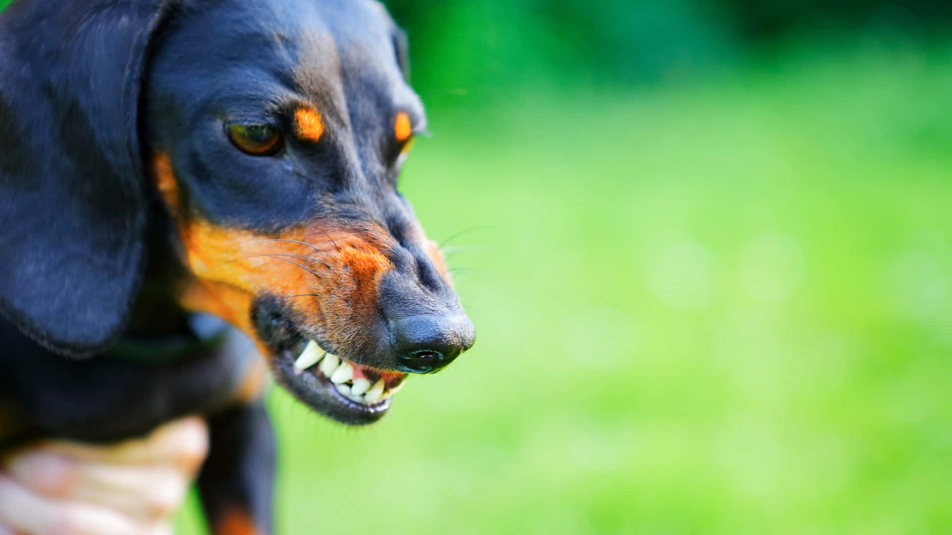 A Growling Doberman In Intimidating Stance Wallpaper