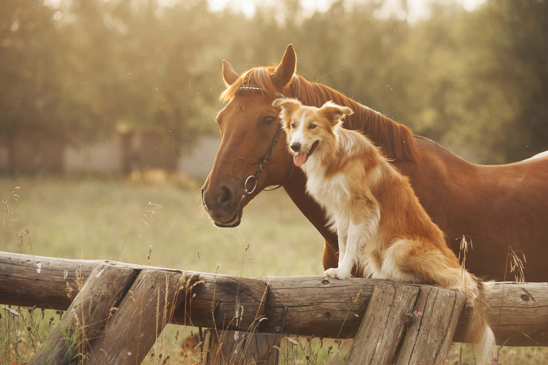 A Harmonious Moment Between Horse And Dog Wallpaper