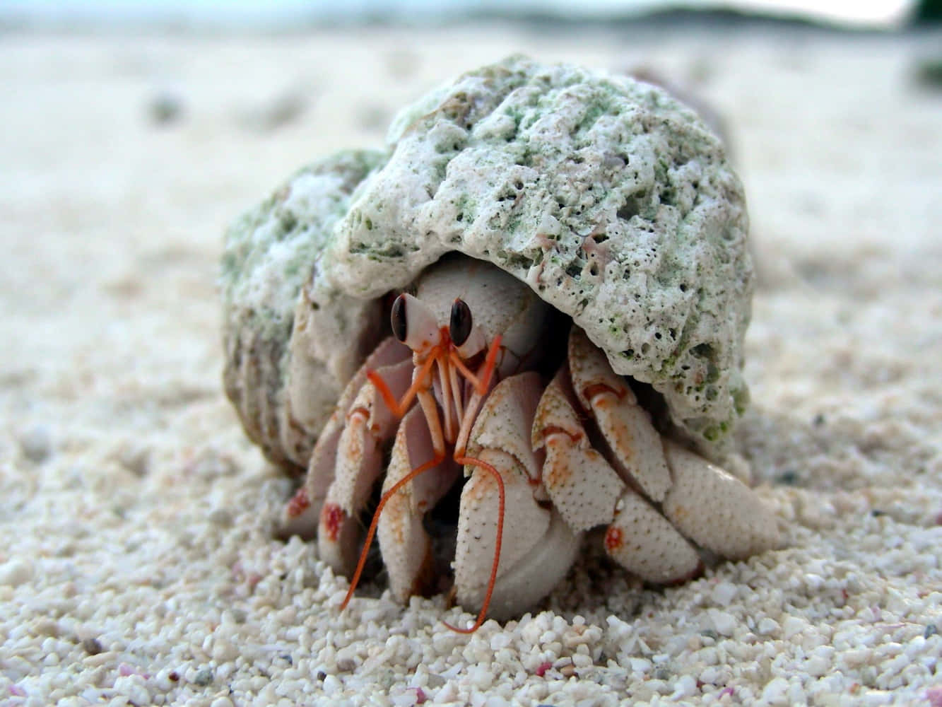 A Hermit Crab Venturing On The Beach Sands Wallpaper