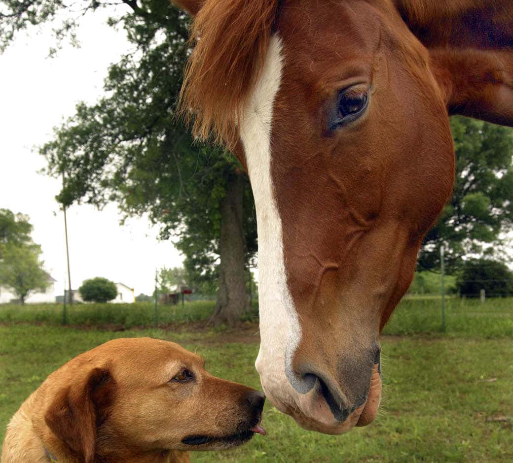 A Horse And A Dog In Sunny Pasture Wallpaper