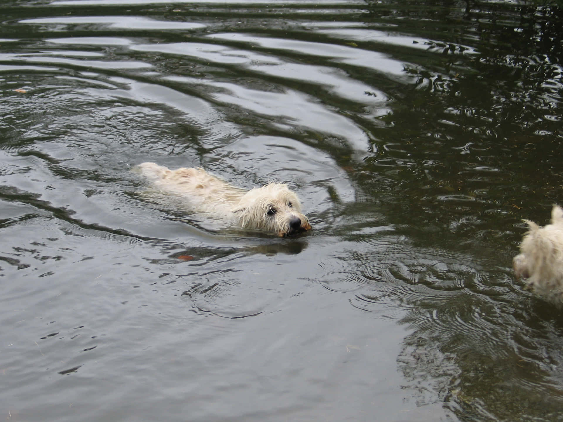 A Joyful Dog Swimming In Serene Blue Waters Wallpaper