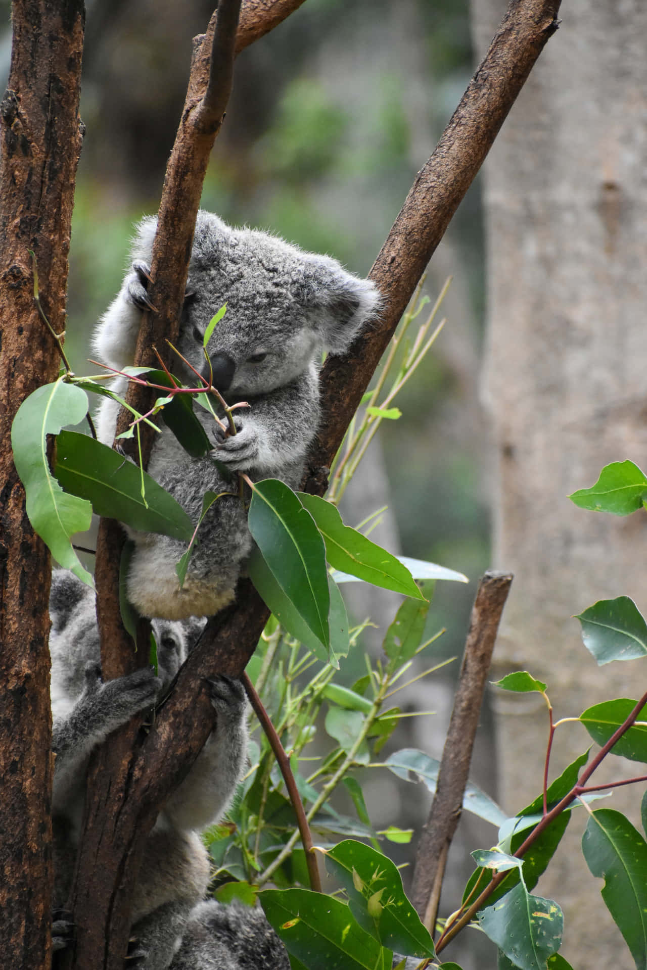 A Koala Resting On A Tree Branch