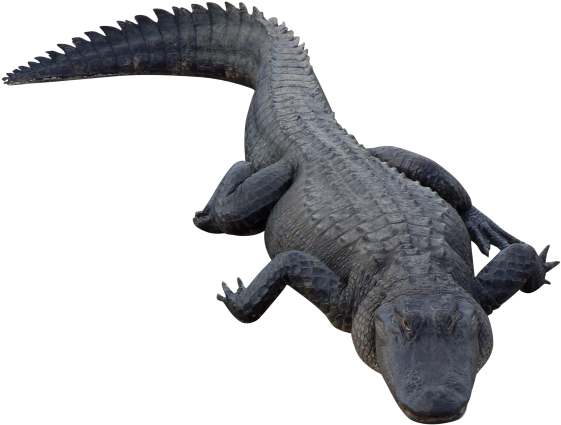 A Large Alligator Lying On Its Back PNG