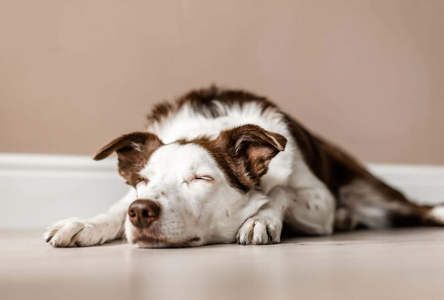 Een Luie Hond Geniet Van Een Vredig Dutje In Het Zonlicht Achtergrond