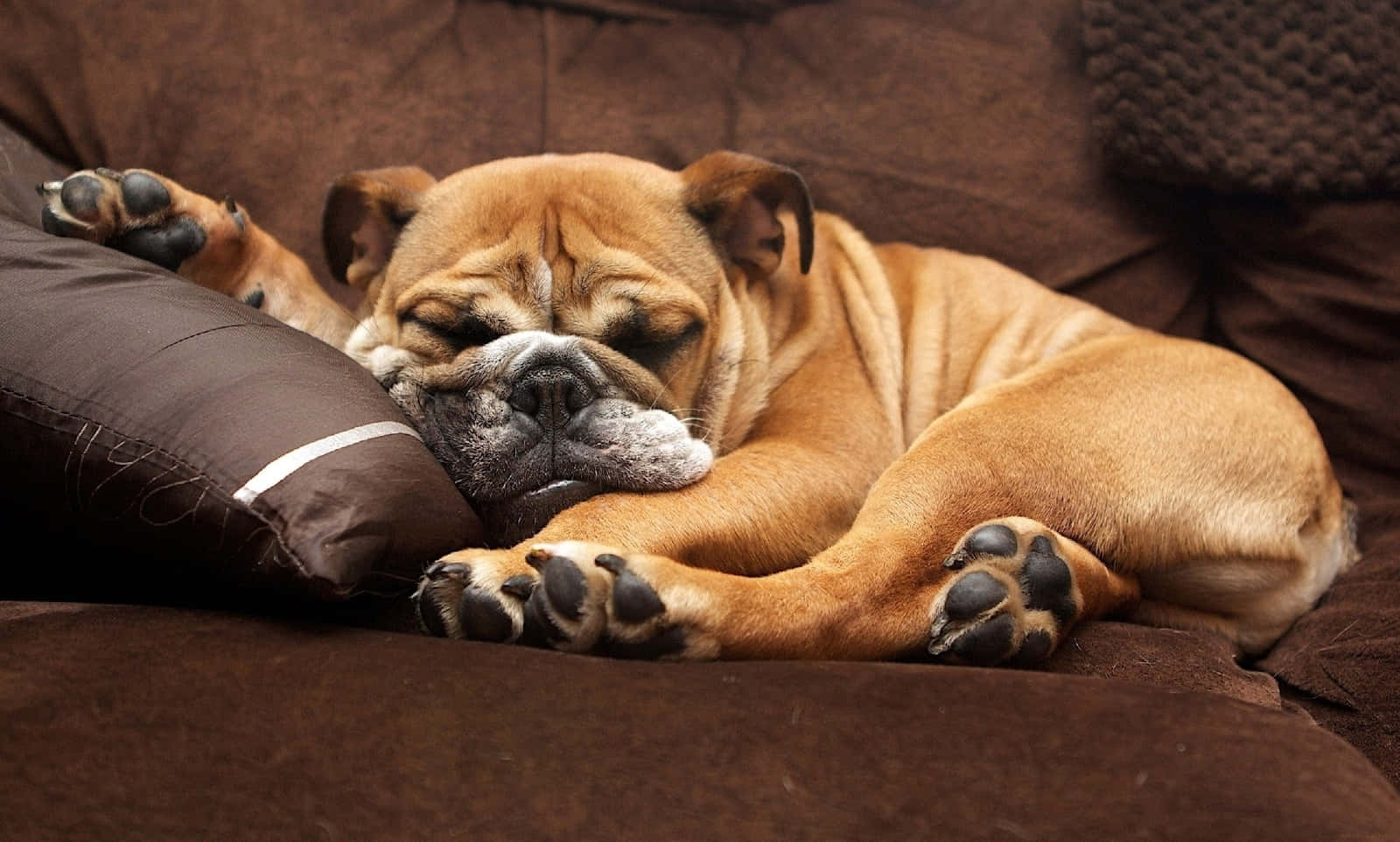 Een Luie Hond Die In De Zon Ligt Achtergrond