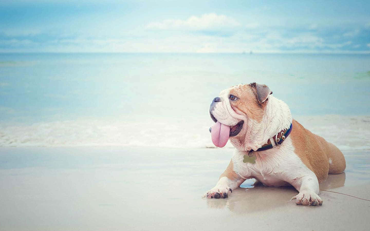 A Leisurely Day By The Ocean For Fido Wallpaper