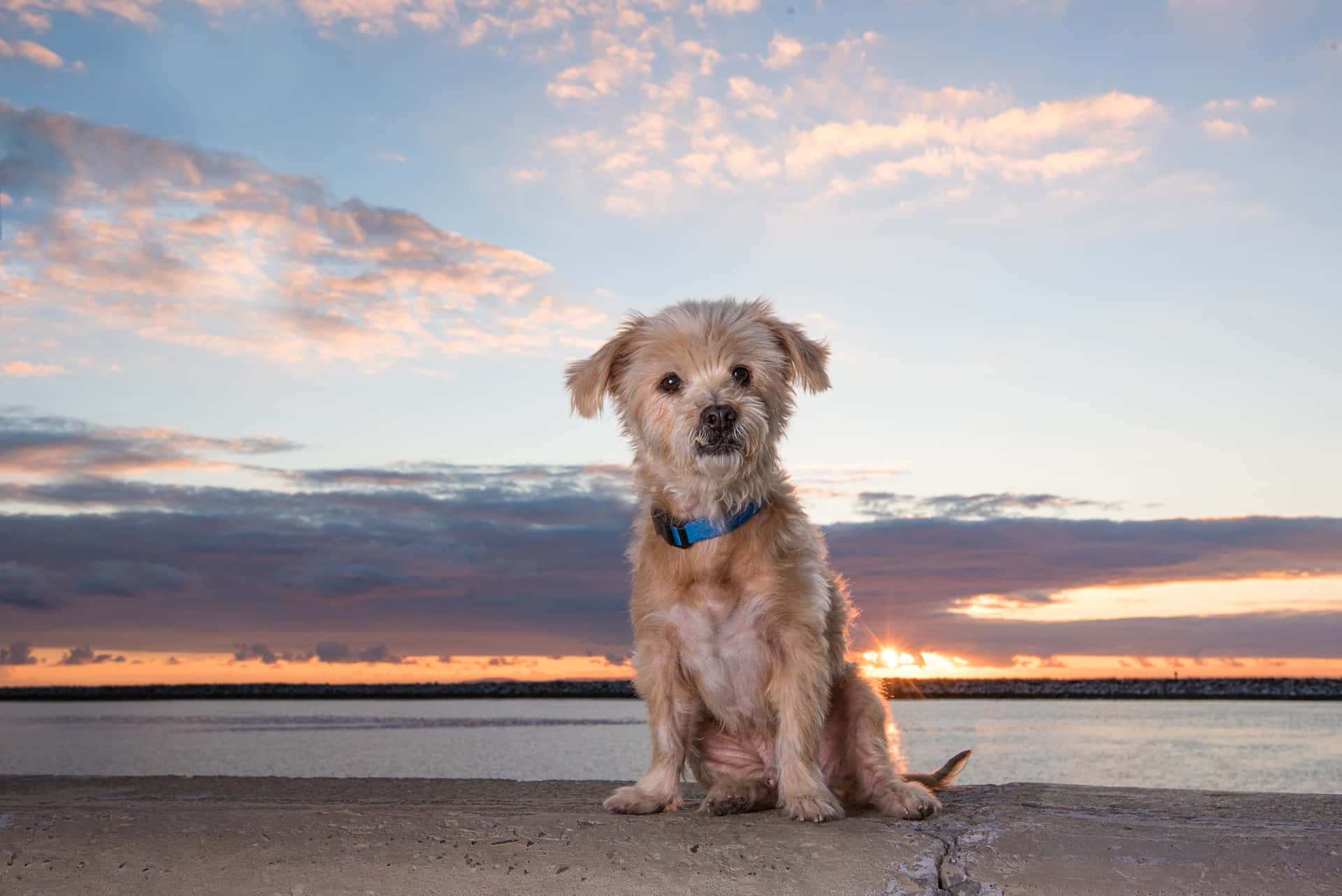 A Lively Dog Enjoying A Day At The Beach Wallpaper