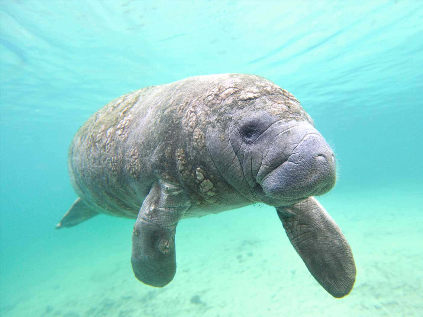 A Lone Manatee In Clear Waters Wallpaper