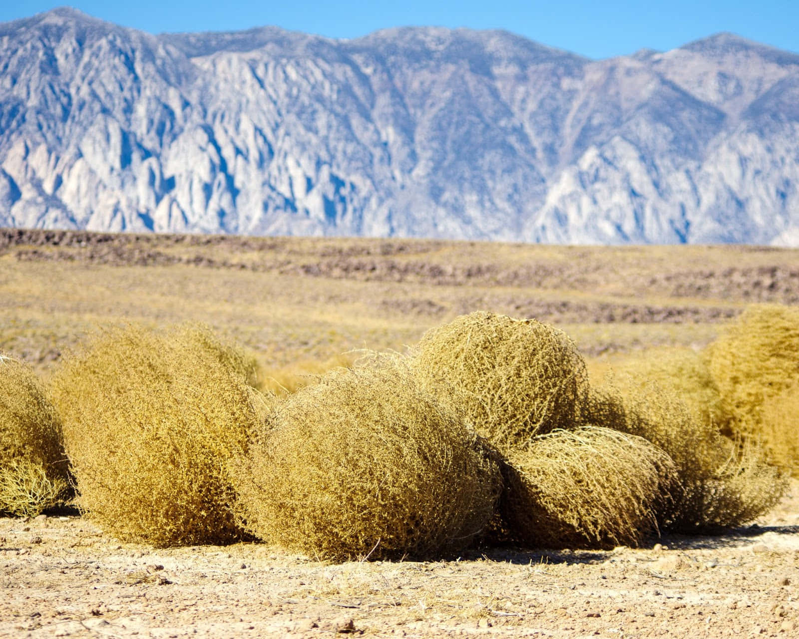 A Lone Tumbleweed Amidst Sweeping Desert Landscapes. Wallpaper