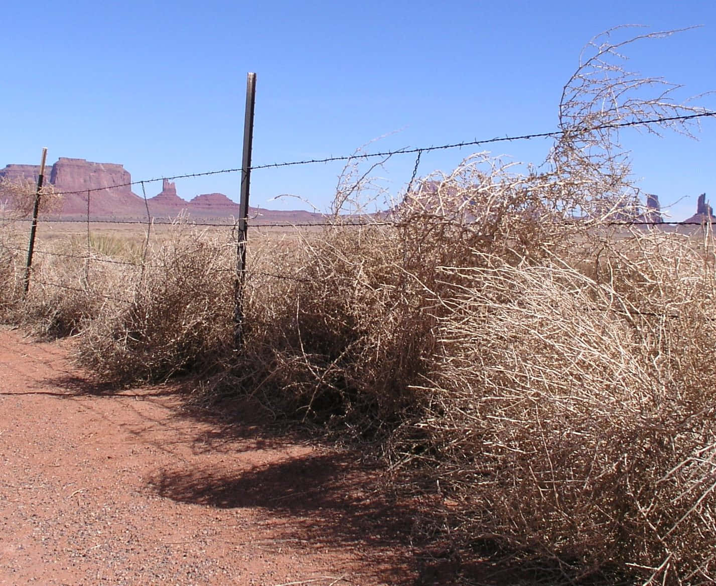 Download A Lone Tumbleweed In The Desert Wallpaper | Wallpapers.com