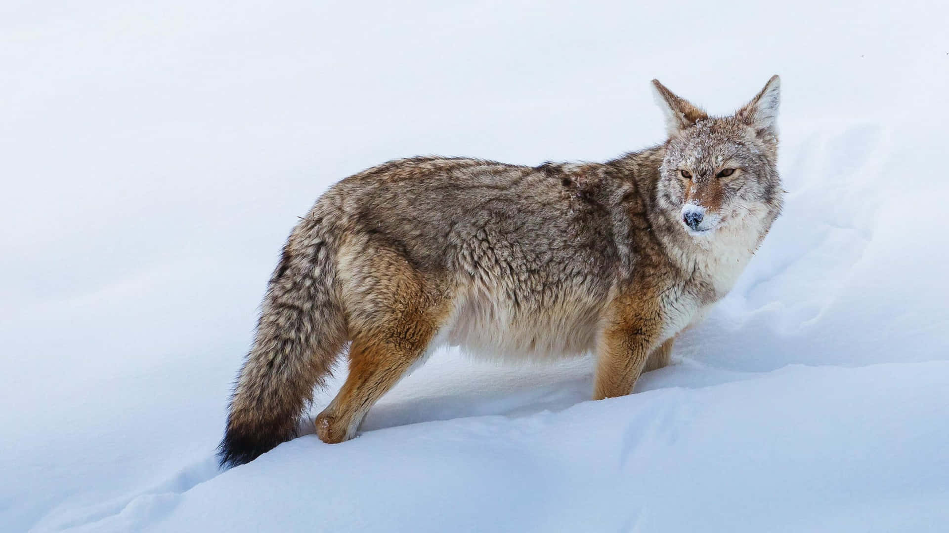 Een Lone Wolf In Een Winterlandschap Achtergrond