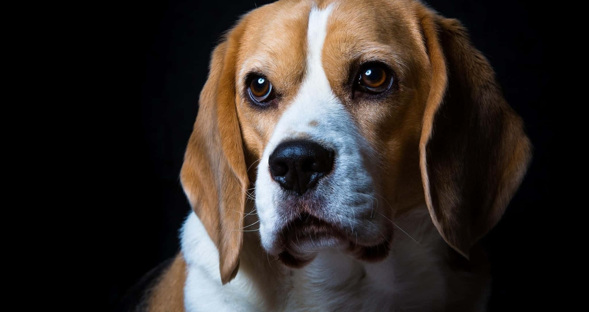 "a Lonely Canine Companion: Portrait Of A Sad Dog" Wallpaper