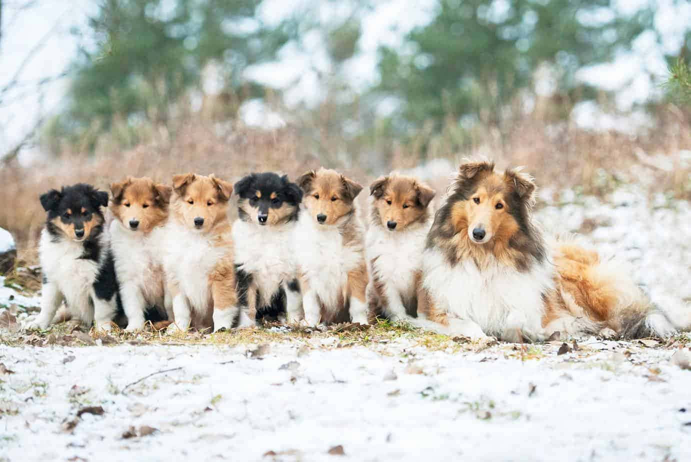 A Loving Family Of Dogs In Nature Wallpaper