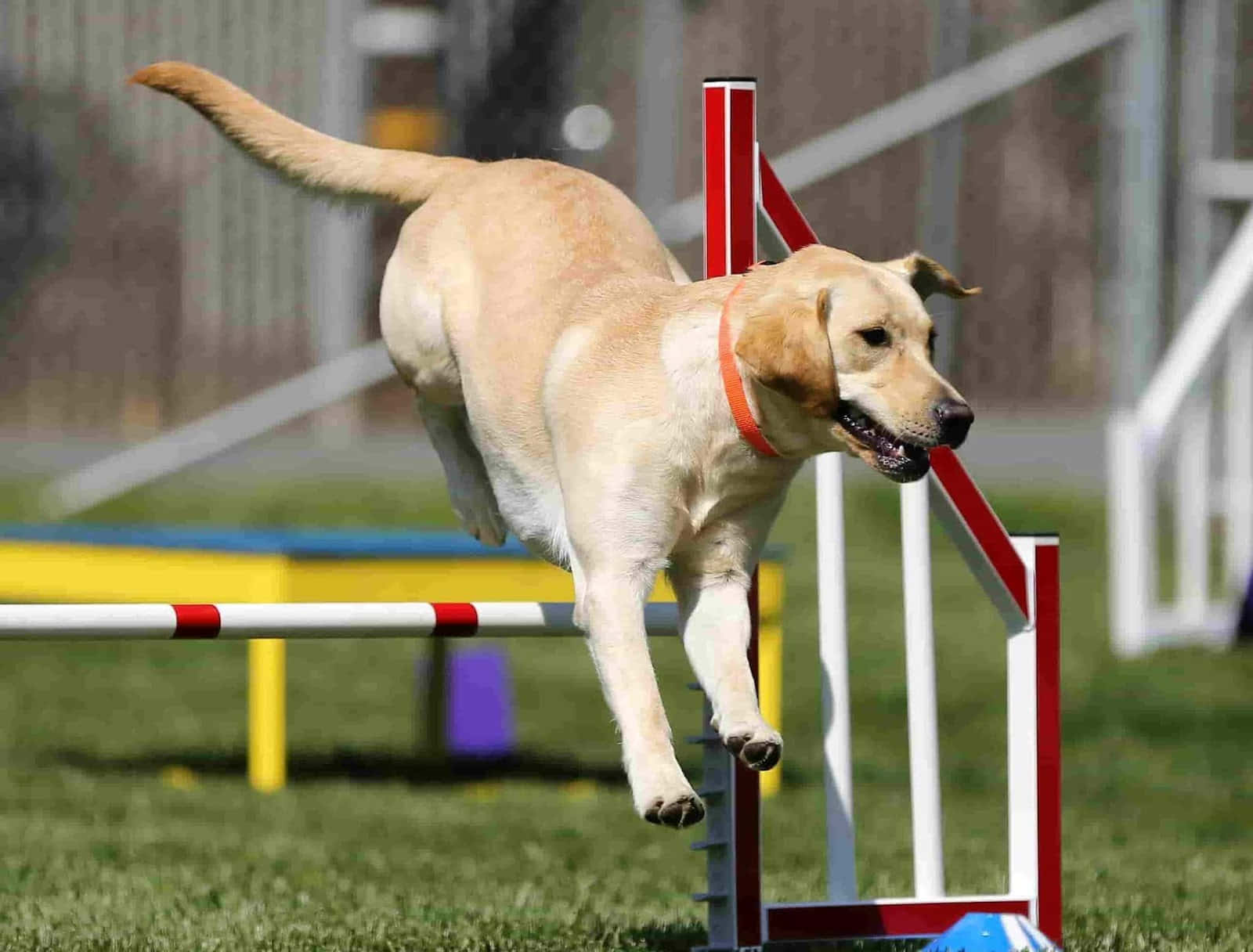 En Lojal Hund Som Tålmodig Venter På Sin Mesters Retur. Bakgrunnsbildet