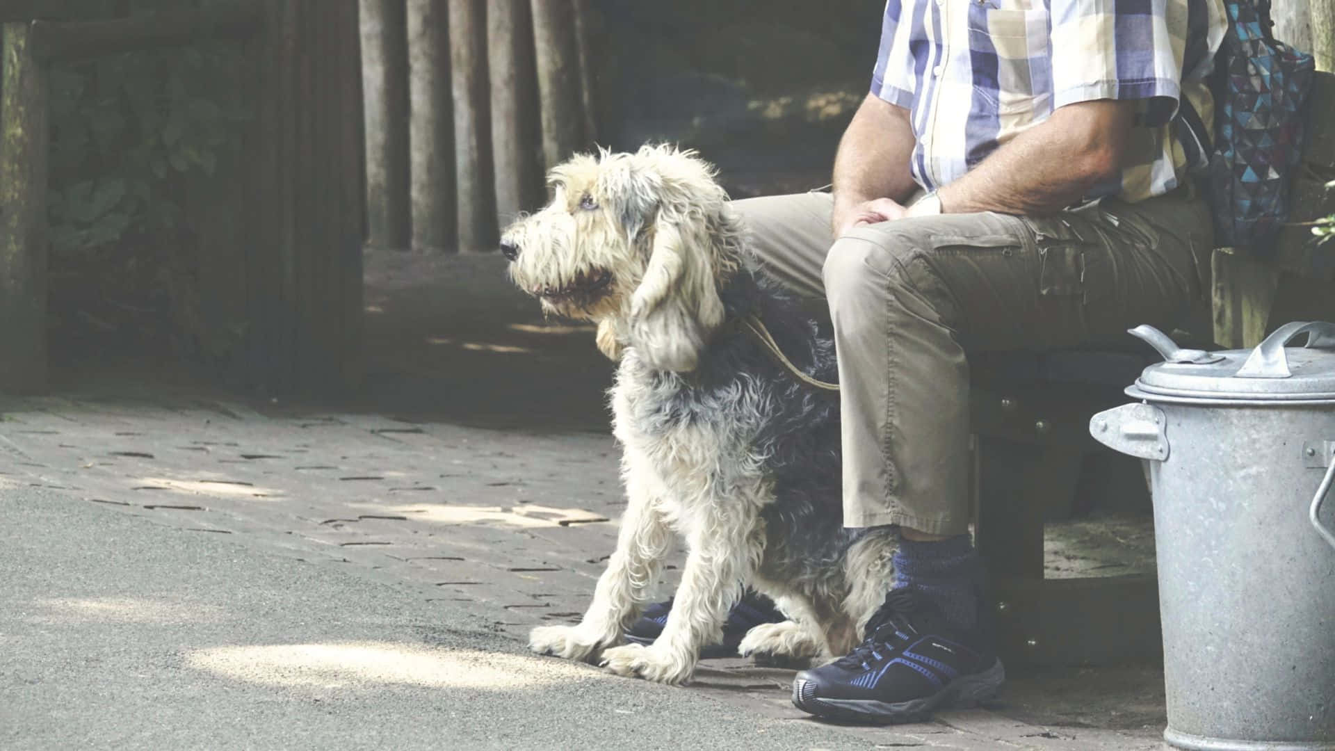 A Loyal Guardian - Man's Best Friend In Nature Wallpaper