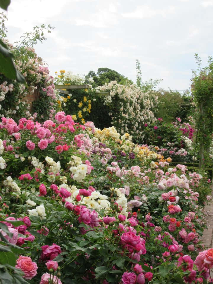 A Lush English Rose Garden Wallpaper