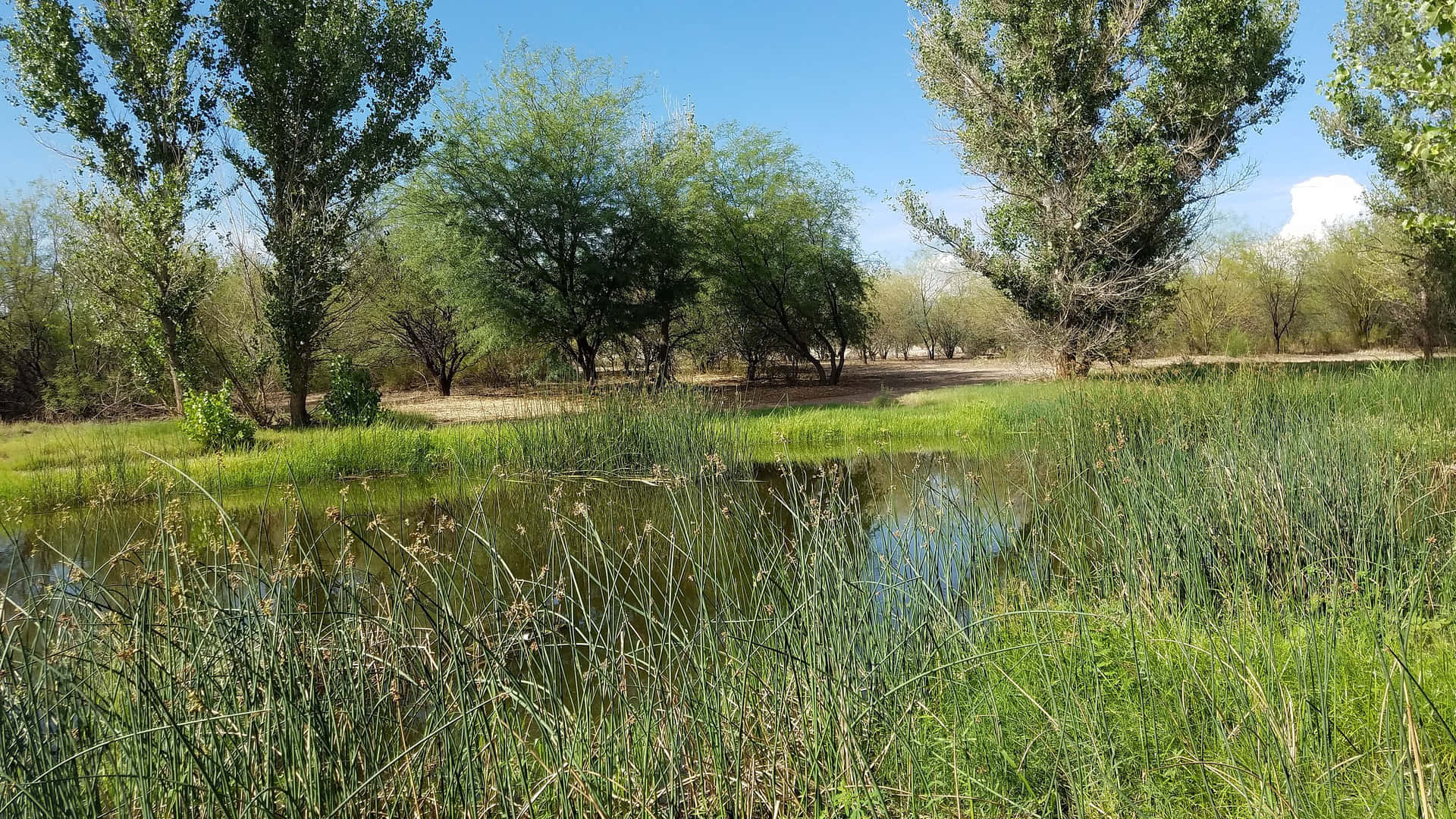 A Lush Wetlands Ecosystem Flourishing With Vibrancy Wallpaper