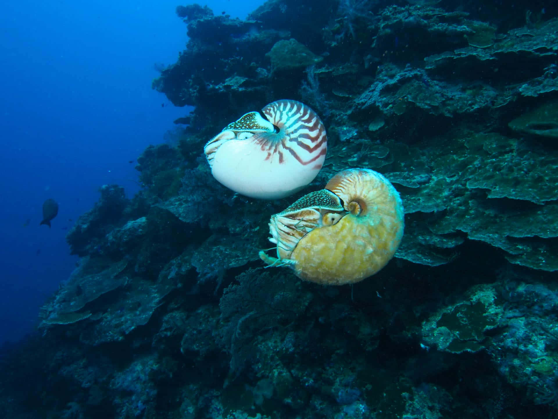 En Magisk Undervannsverden Med En Nautilus Bakgrunnsbildet