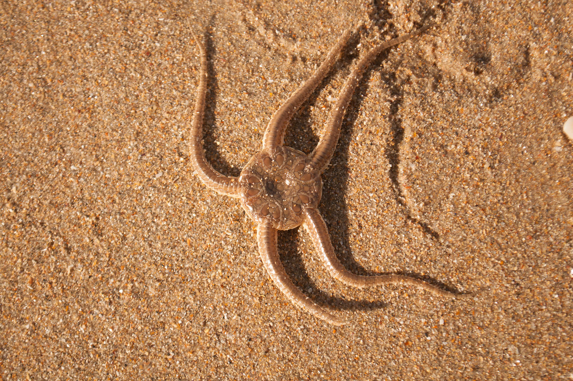 A Magnificent Close-up Shot Of A Brittle Star In A Marine Environment Wallpaper