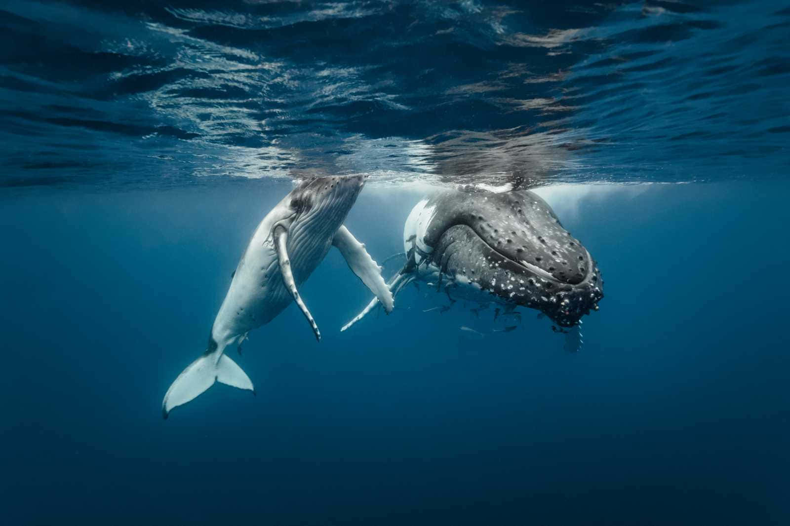 Une Vue Magnifique De Cétacés Nageant Dans L'océan Bleu Fond d'écran