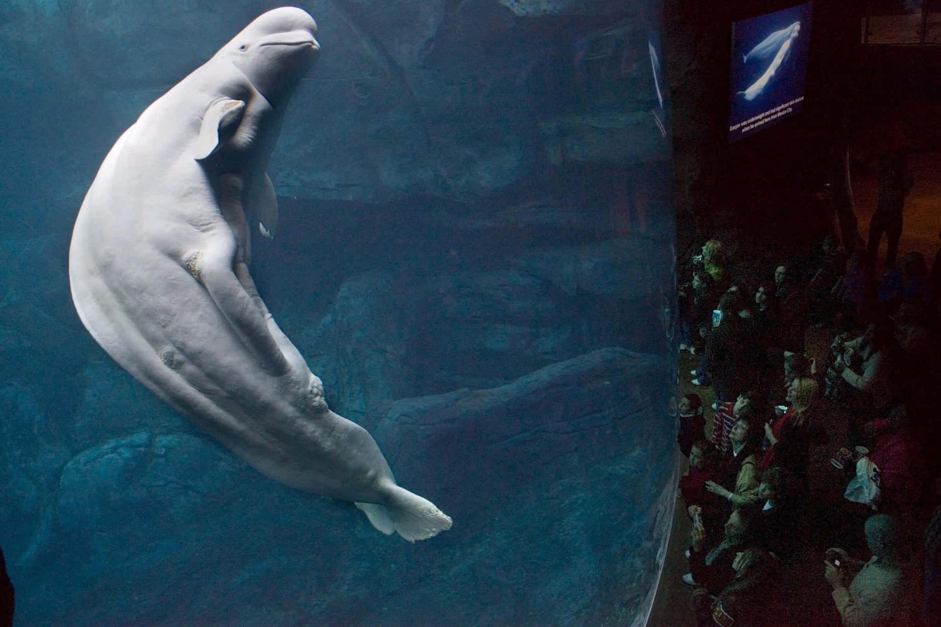 A Majestic Aquatic Dance: The Beluga Whale In Action Wallpaper