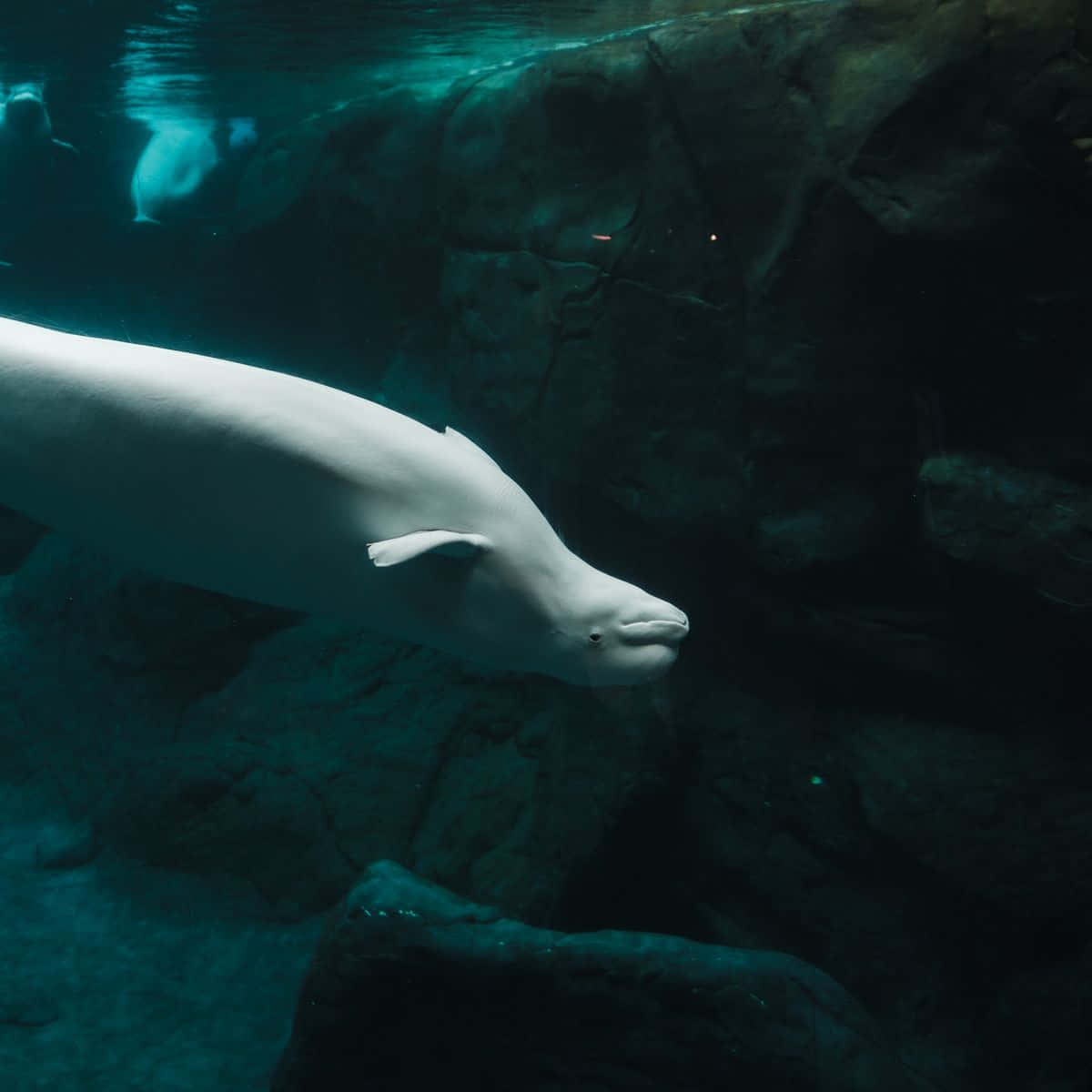 A Majestic Beluga Whale In Its Natural Habitat Wallpaper