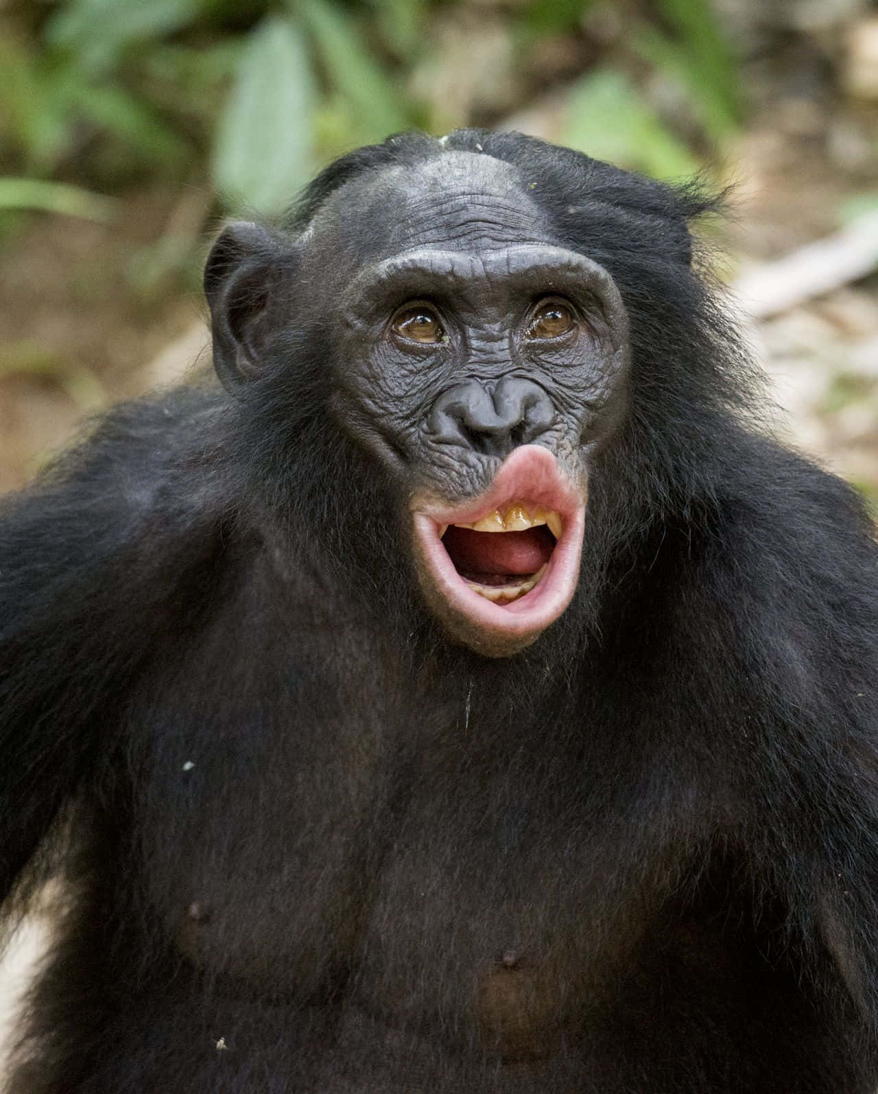 A Majestic Bonobo Considering Its Next Move In The Wild Wallpaper