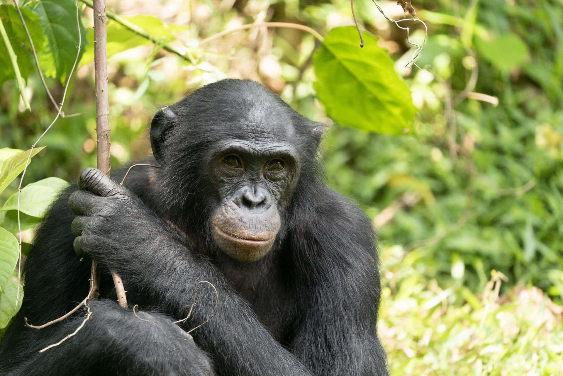 A Majestic Bonobo In Its Natural Habitat Wallpaper