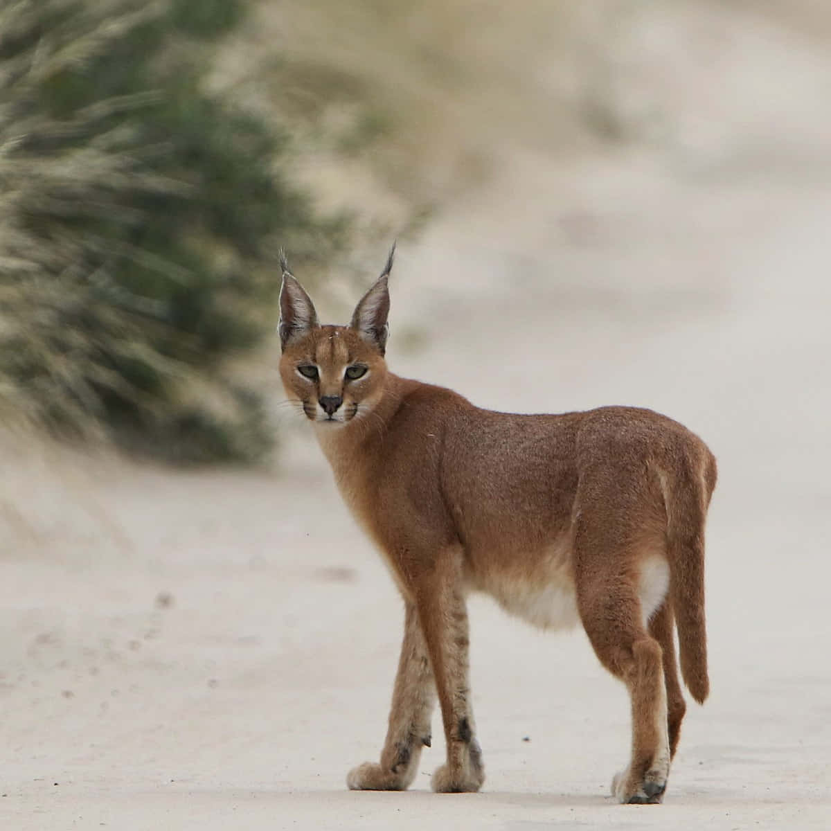 A Majestic Caracal In Open Wilderness Wallpaper