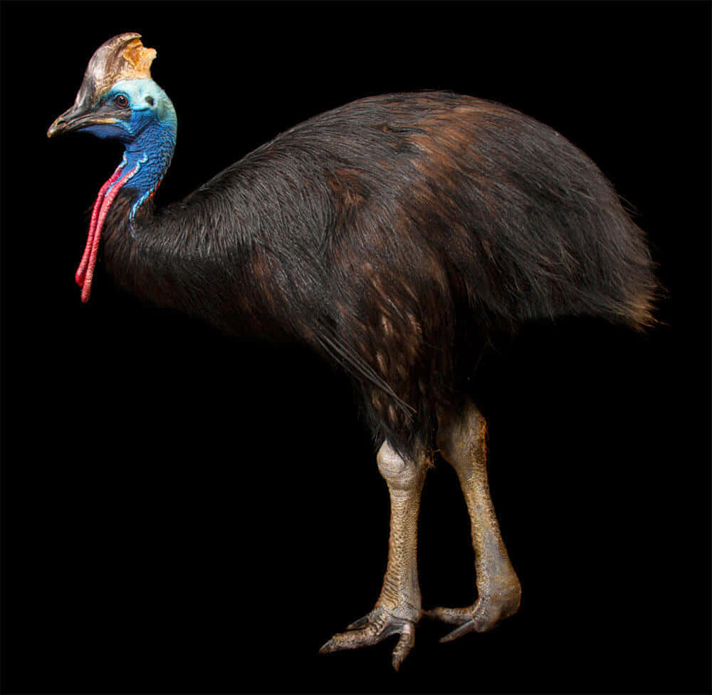 A Majestic Cassowary In Its Natural Habitat Wallpaper