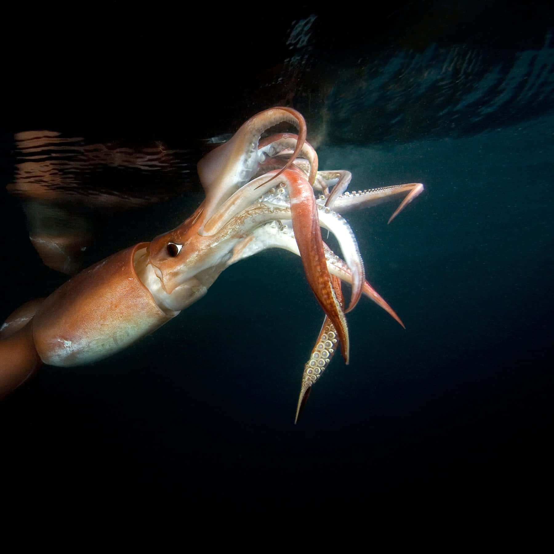 A Majestic Deep Sea Wonder: Giant Squid Wallpaper
