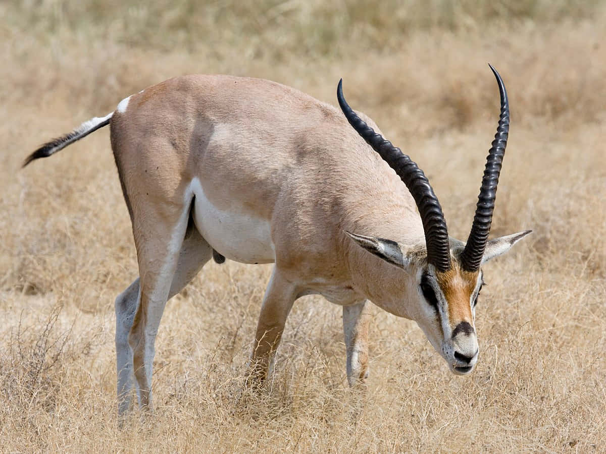 A Majestic Gazelle In Its Natural Habitat Wallpaper