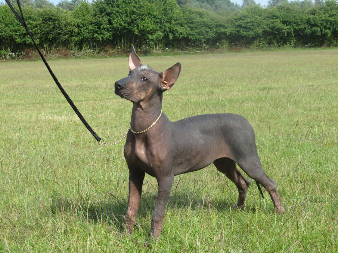 A Majestic Hairless Dog Posing For The Camera Wallpaper