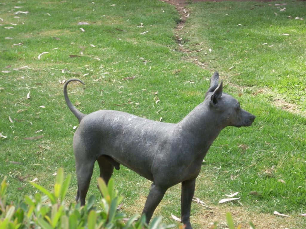 A Majestic Hairless Dog Standing With Pride Wallpaper
