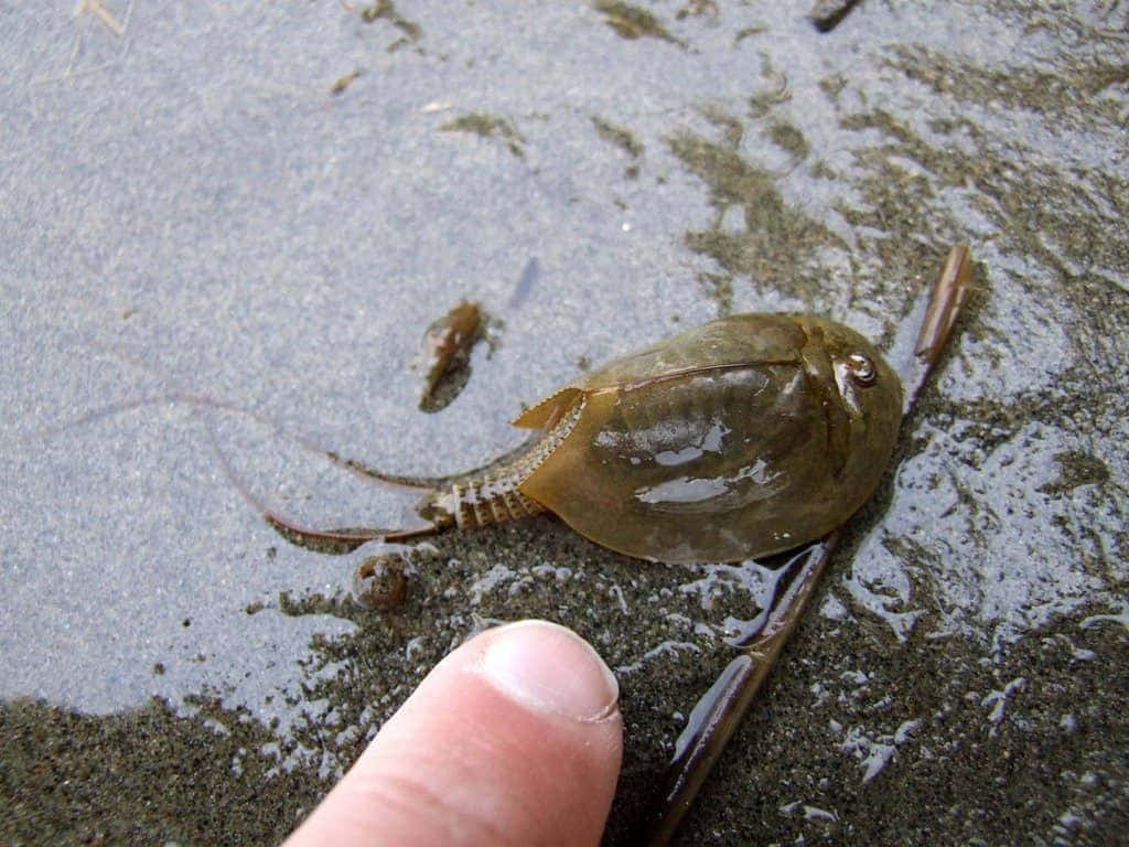 A Majestic Horseshoe Crab On The Shoreline Wallpaper