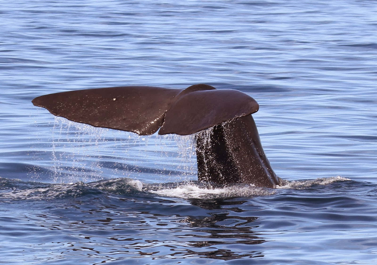 En Majestetisk Humpback-hval Bryter Overflaten Bakgrunnsbildet