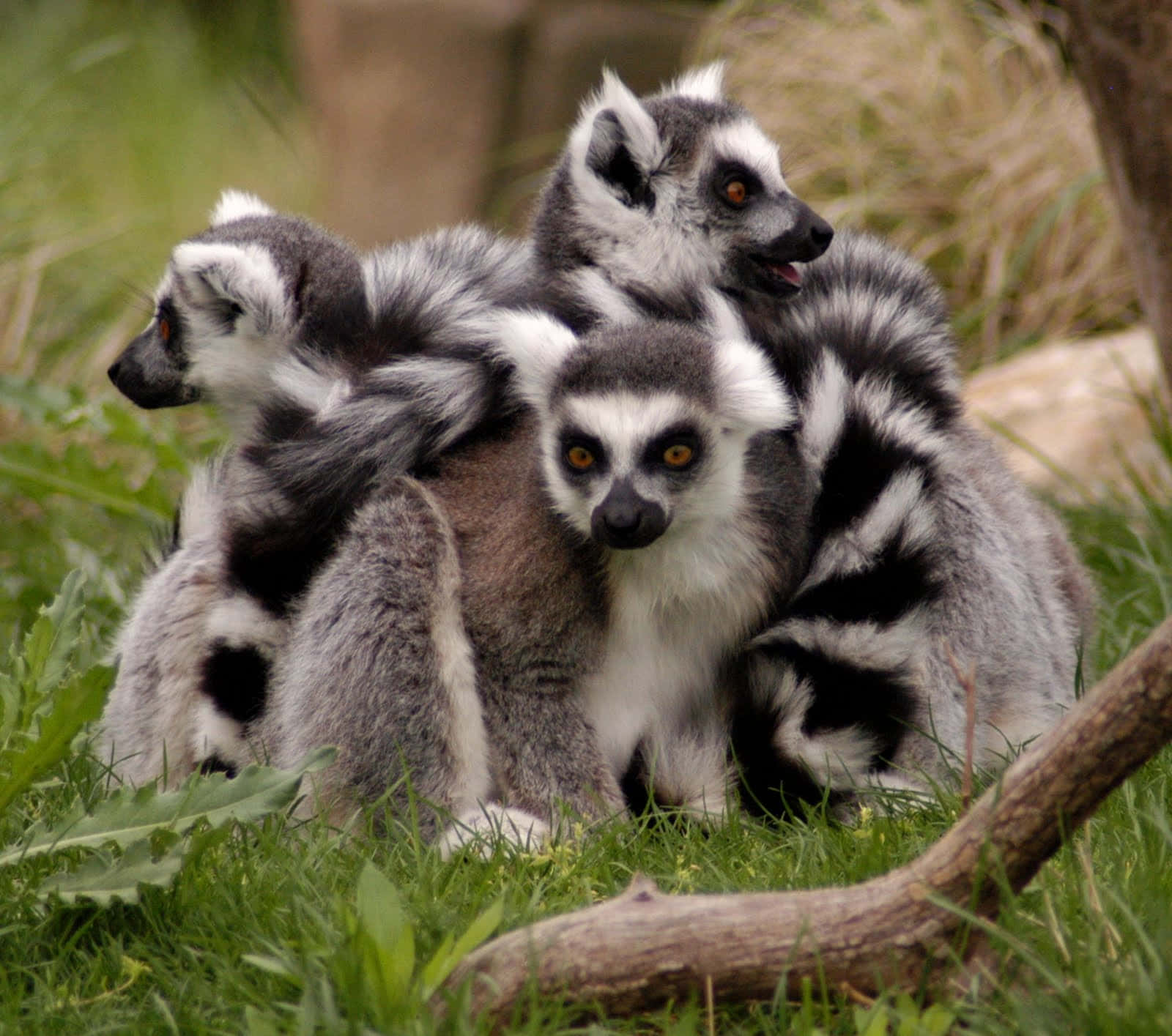 A Majestic Lemur In Its Natural Habitat Wallpaper