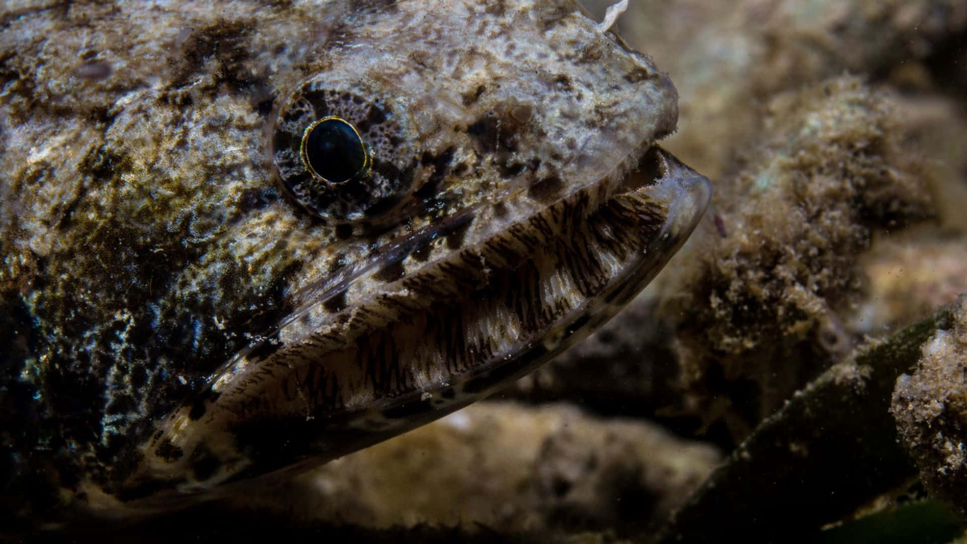 A Majestic Lizardfish Lying On The Ocean Floor Wallpaper