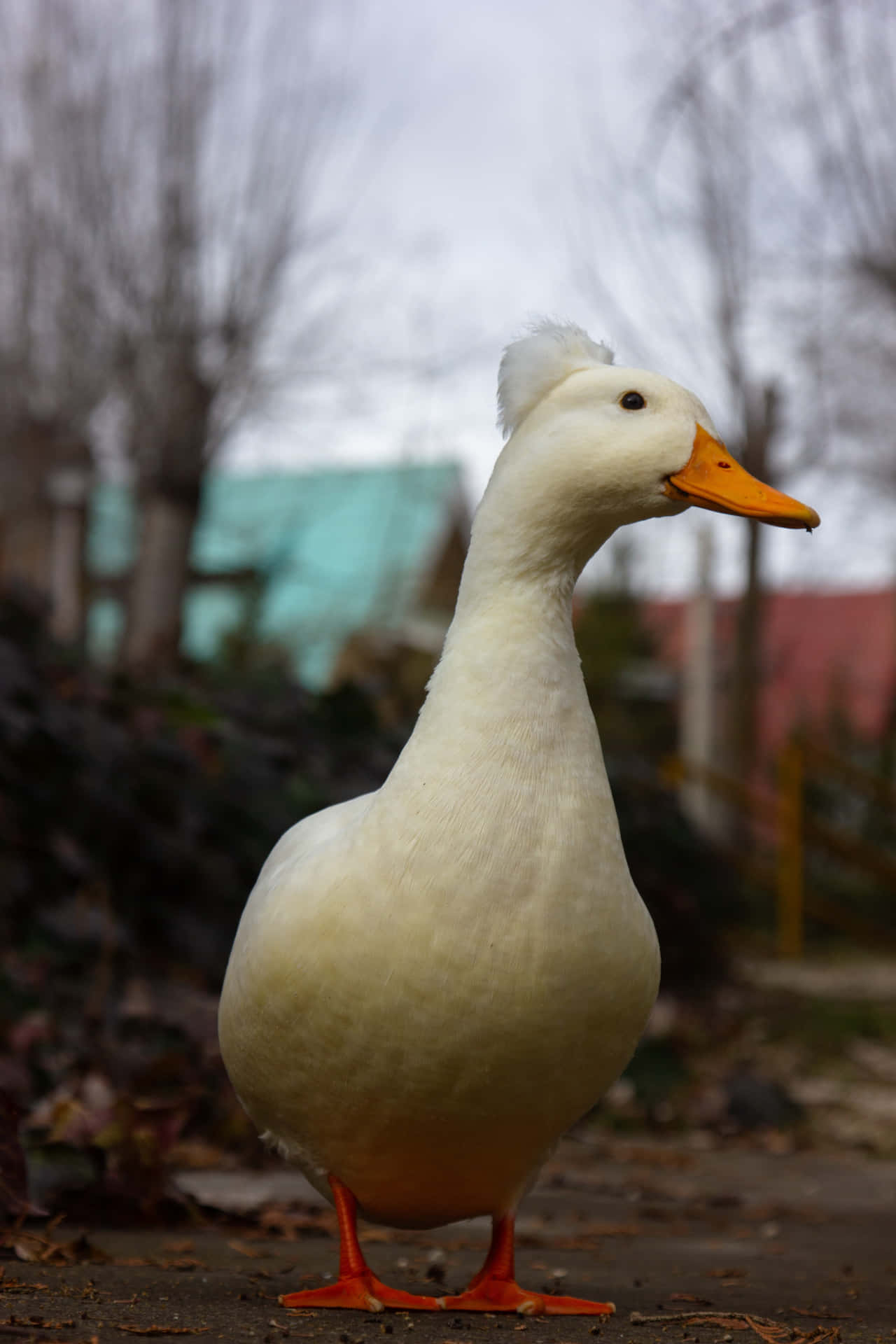 A Majestic Mallard Duck On A Serene Lake
