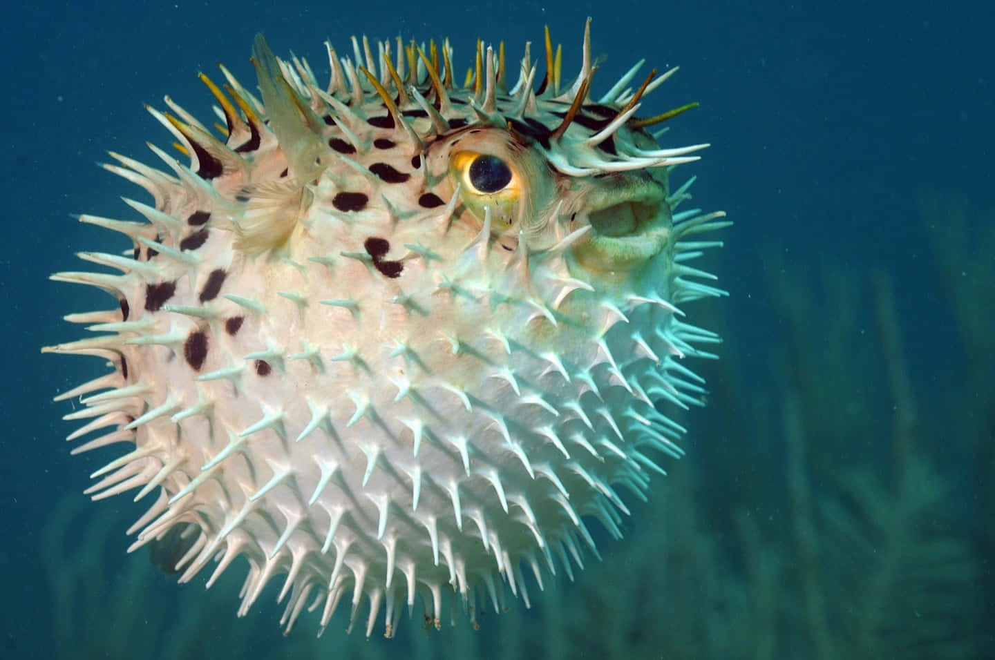 A Majestic Porcupinefish Underwater Wallpaper