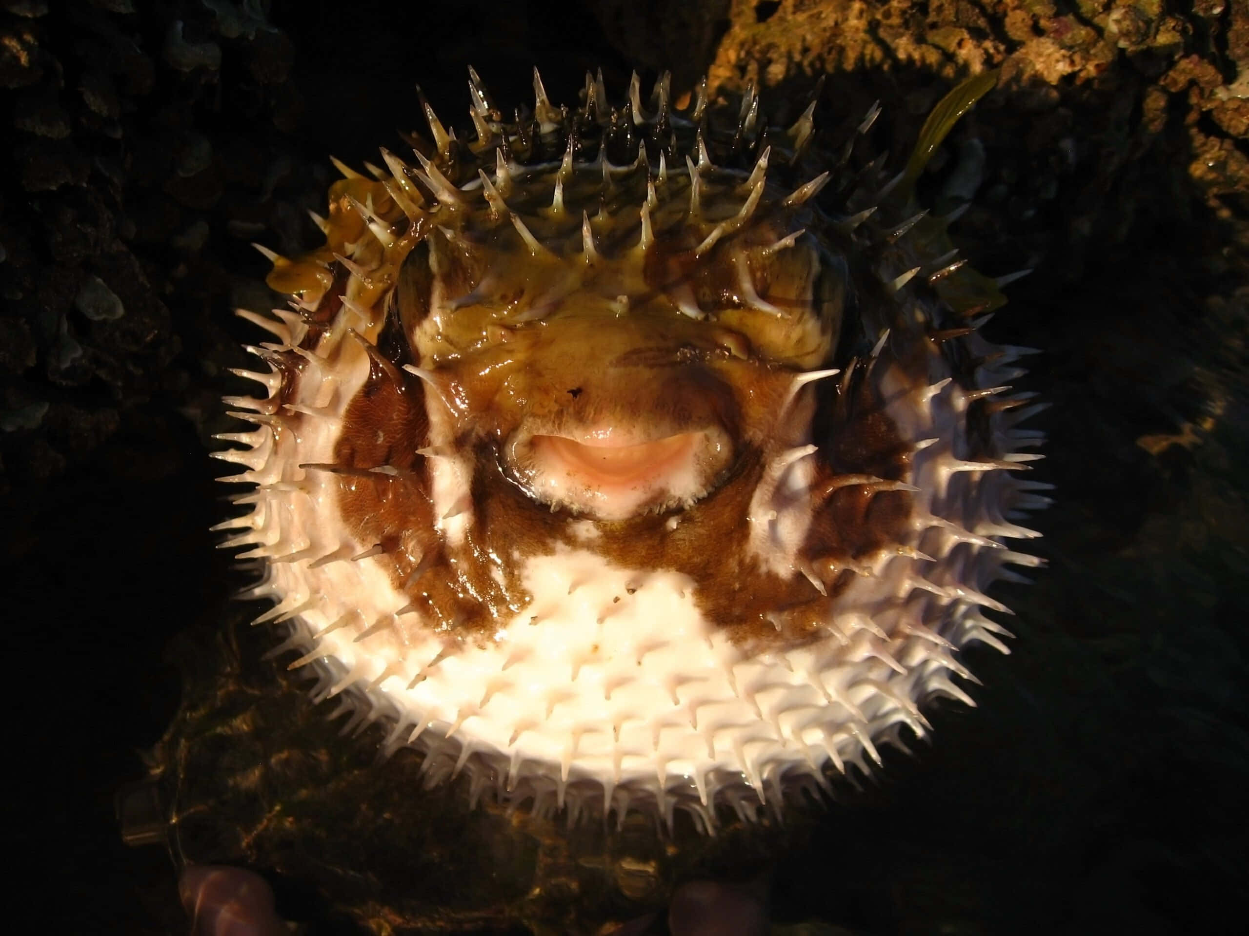 A Majestic Pufferfish Underwater Wallpaper